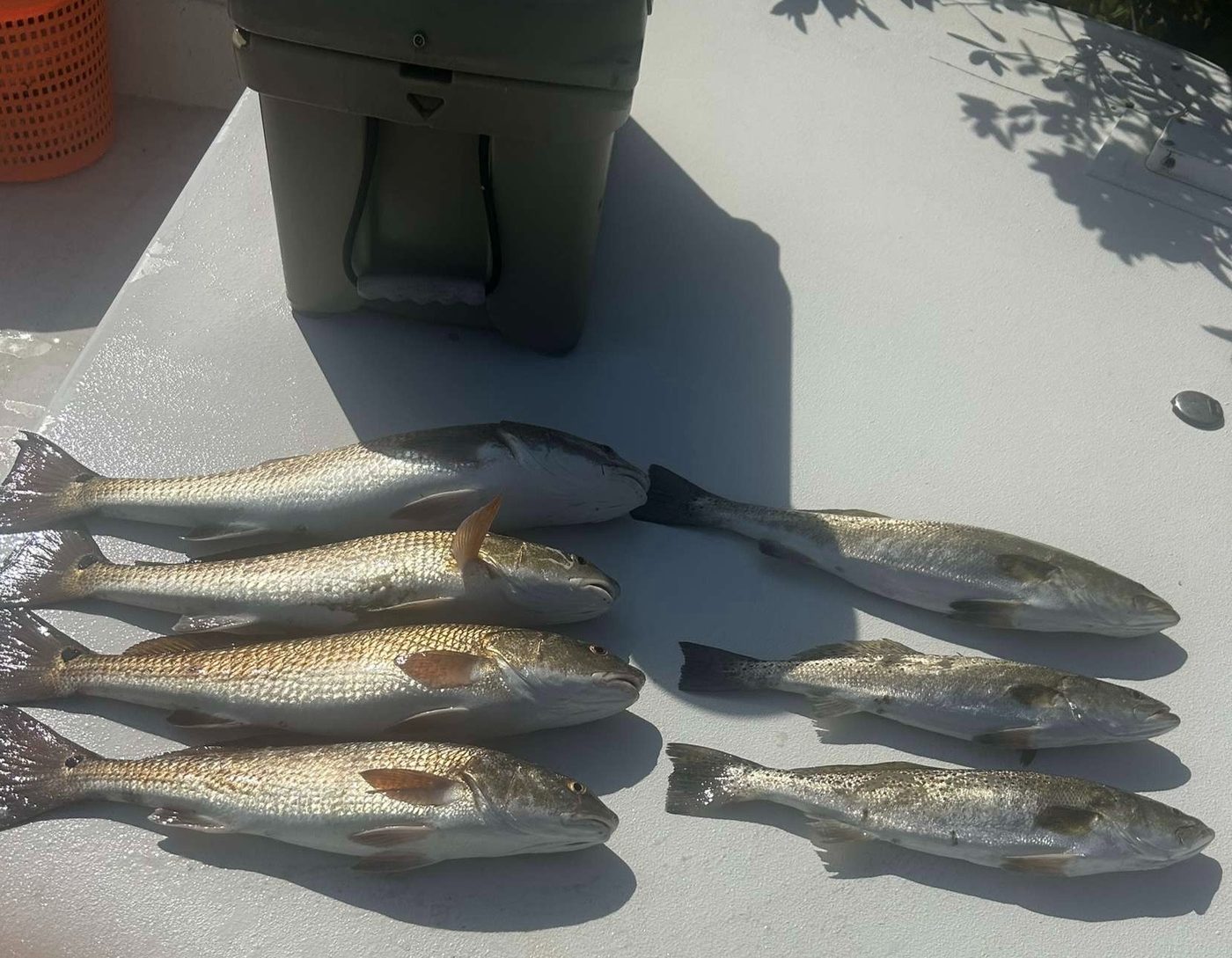 A row of fish laid out side by side on the boat deck