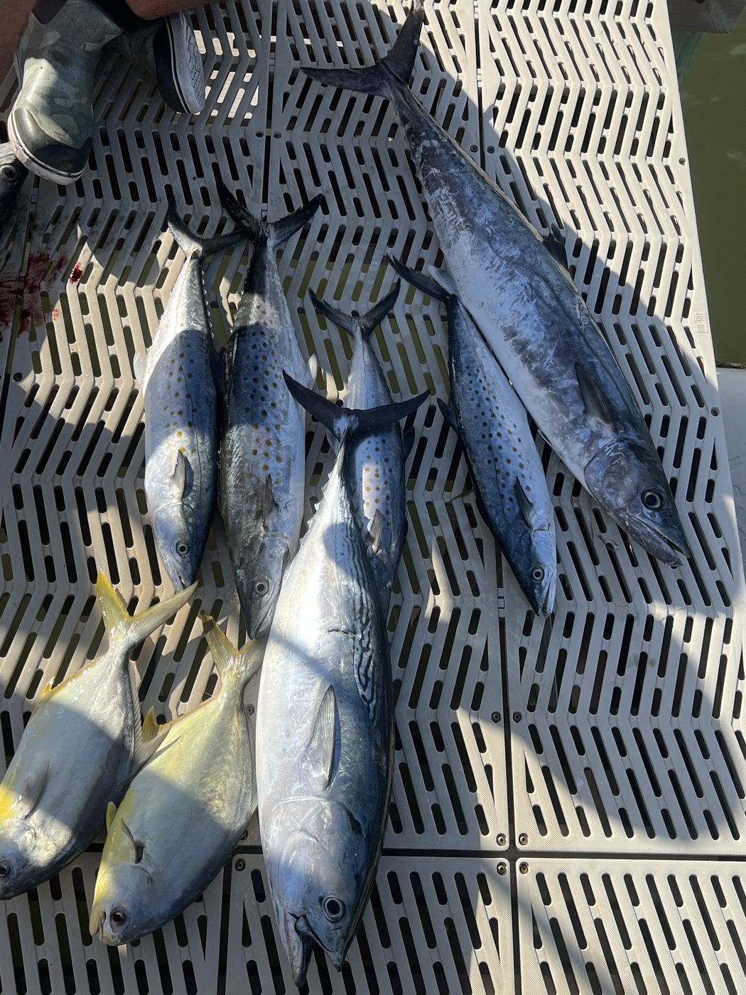 A mixed catch of long silver fish and smaller yellow-tailed fish laid out on a dock grate