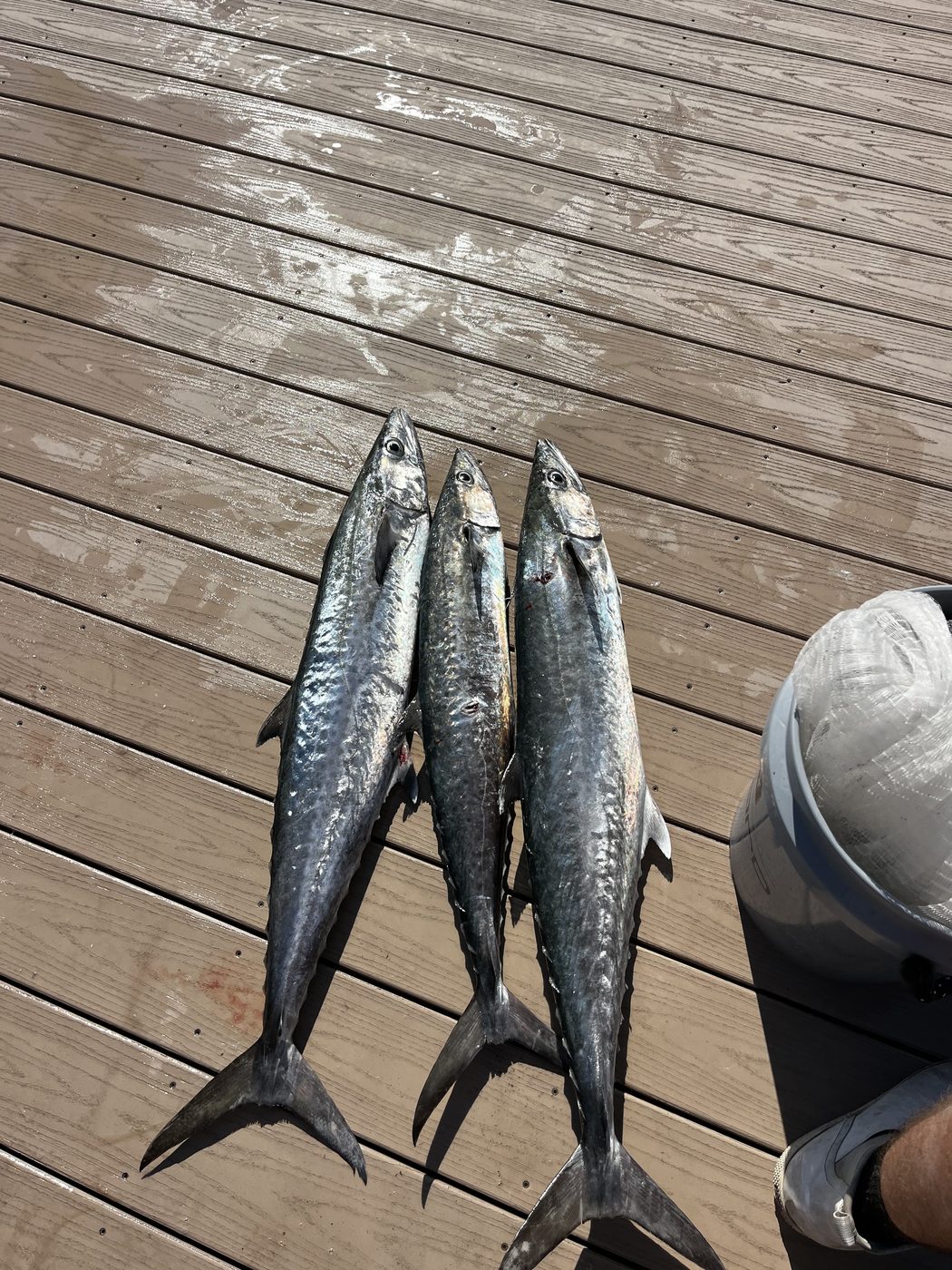 Three long, dark-backed fish laid out on dock boards